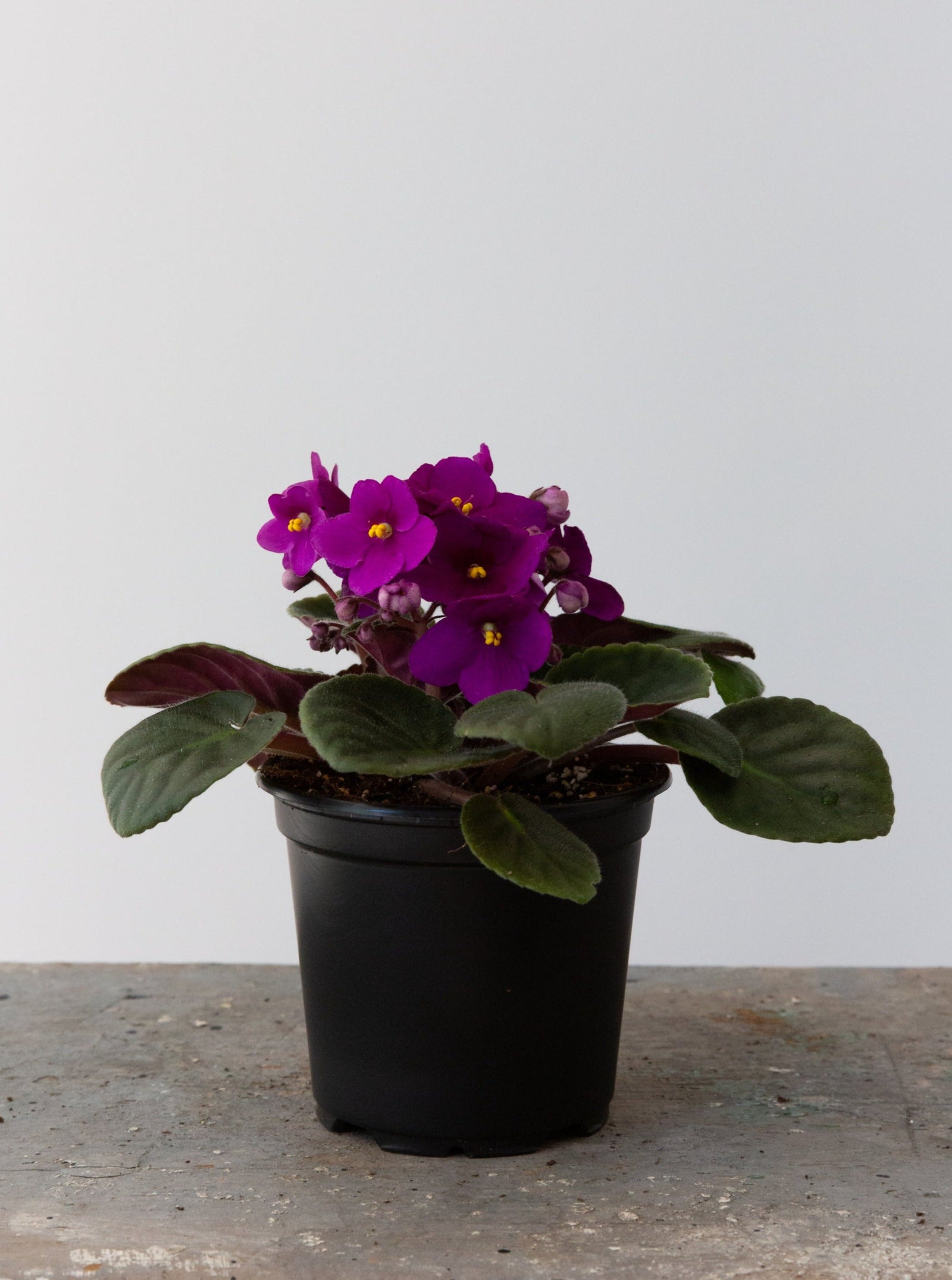 African Violet, 4in