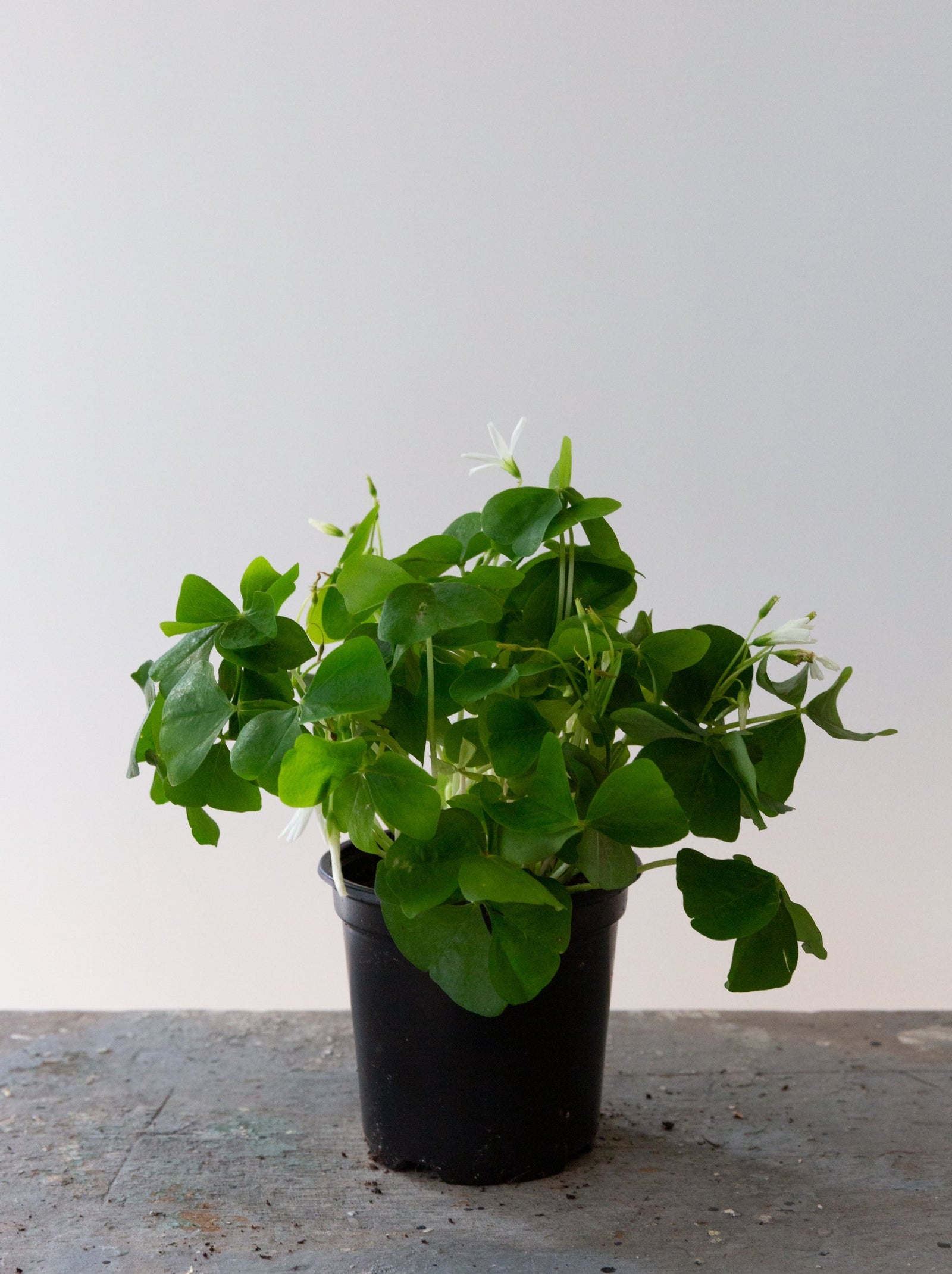 Green Oxalis, 4in