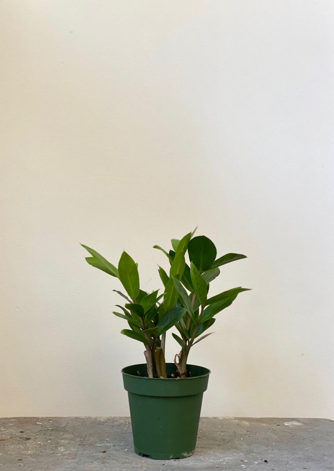 ZZ Plant, 4in.