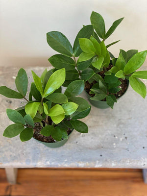 ZZ Plant, 4in.