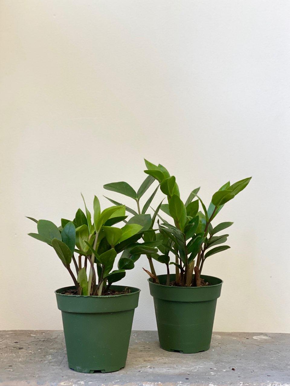 ZZ Plant, 4in.