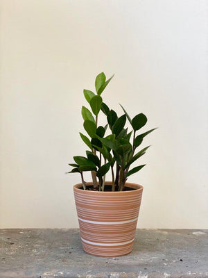 ZZ Plant, 4in.